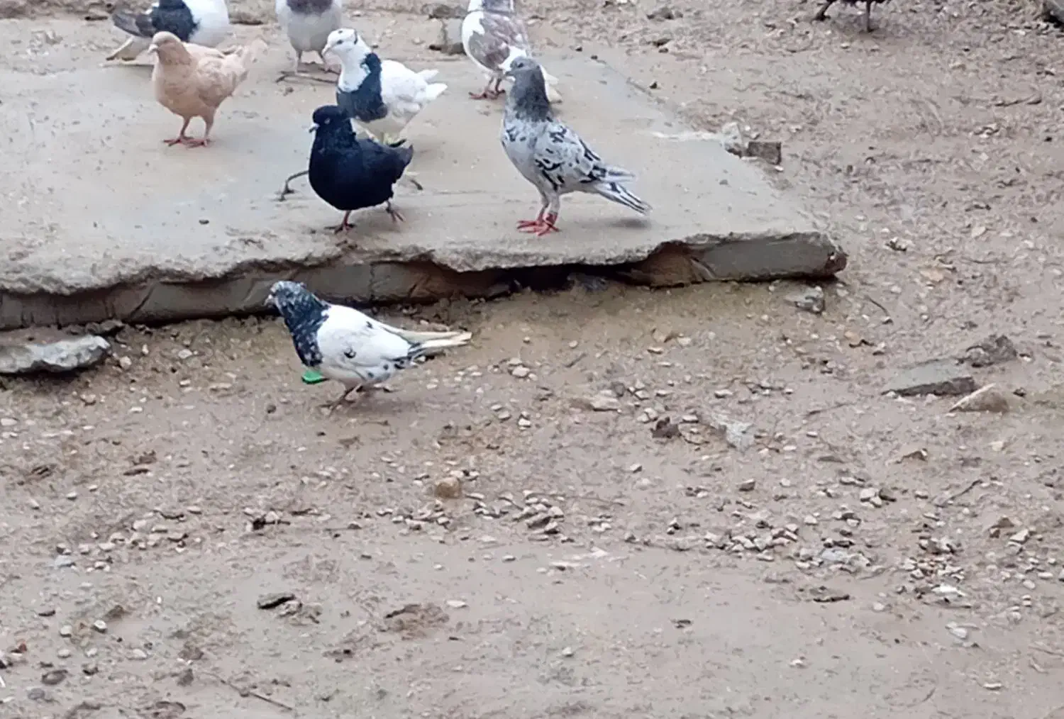 کبوتر|پرنده|بجنورد, |دیوار