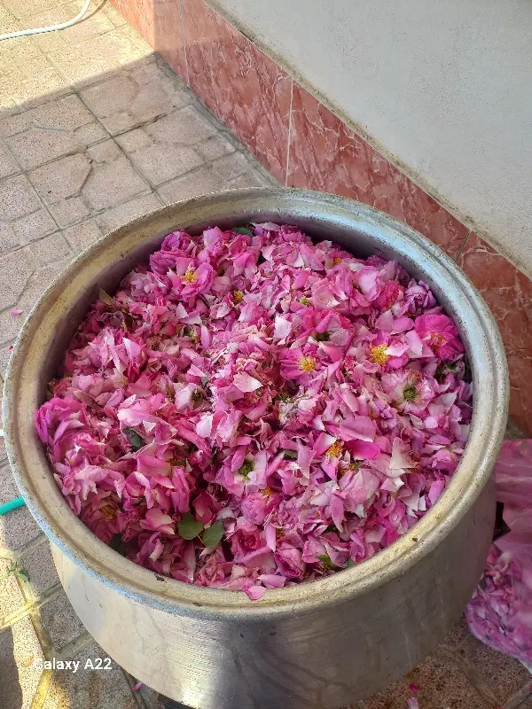 گلاب|خوردنی و آشامیدنی|ارومیه, |دیوار