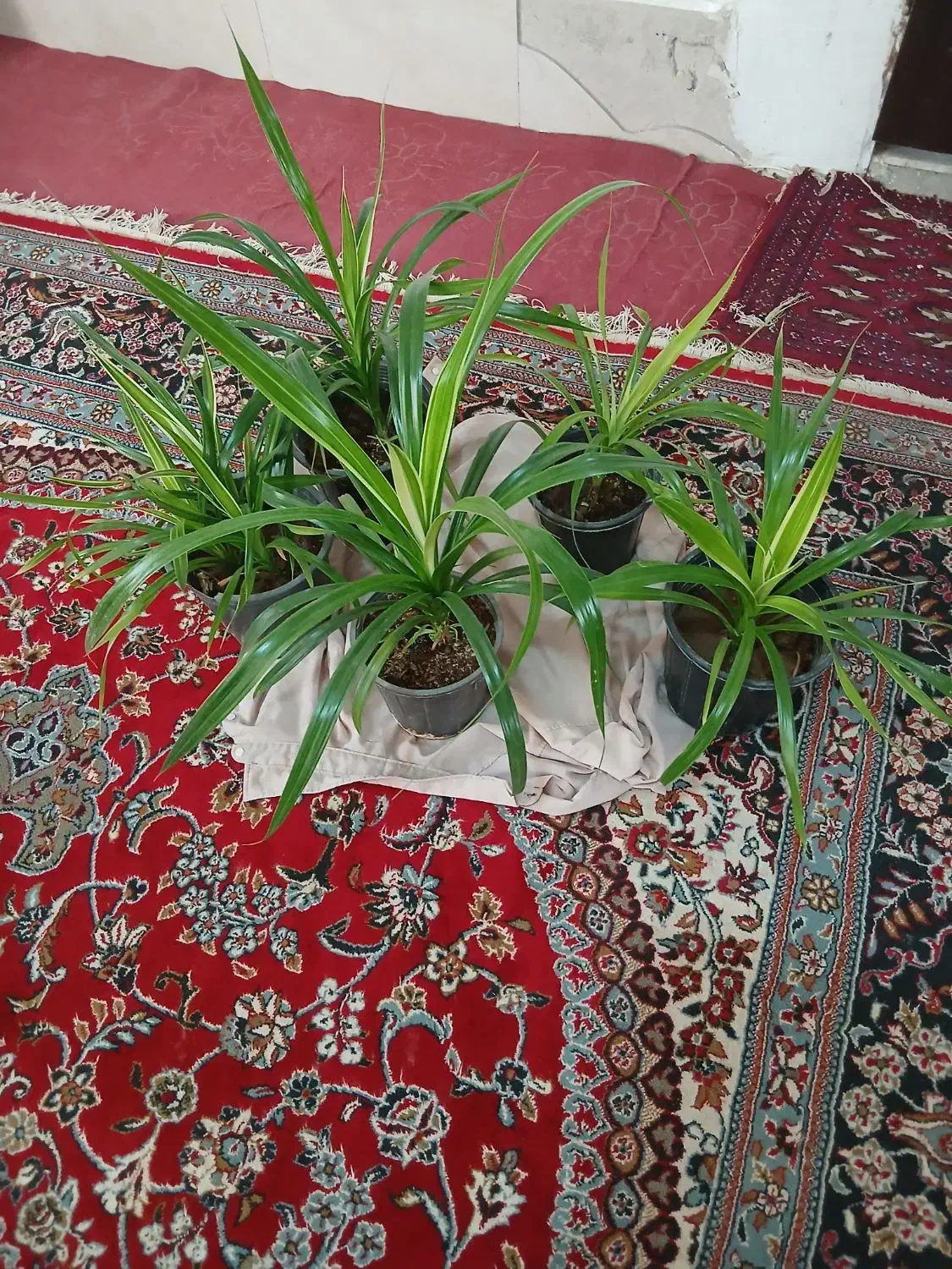 گل پامتاس|گل و گیاه طبیعی|مشهد, کلاته برفی|دیوار