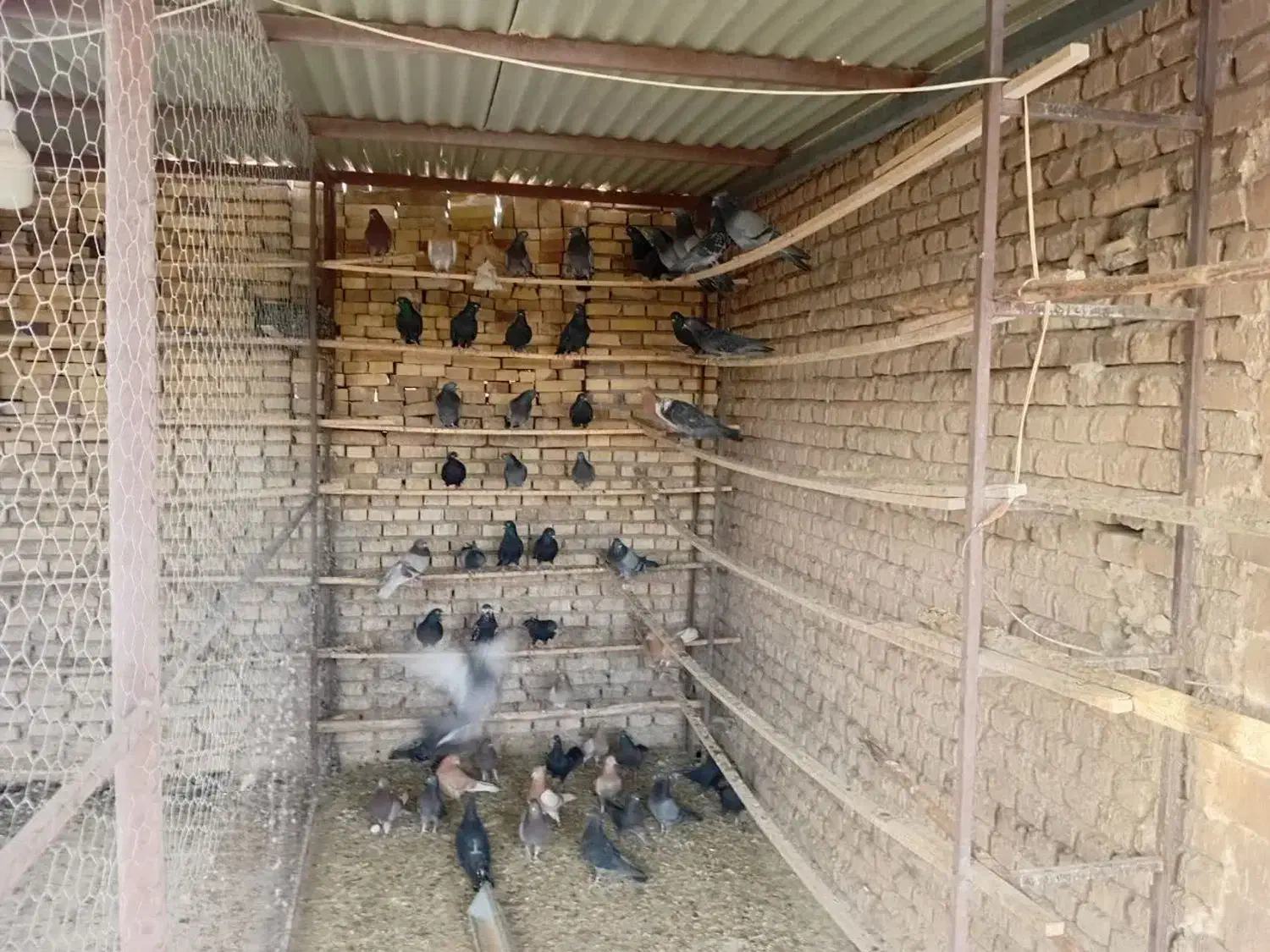 کبوتر|پرنده|قشم, |دیوار