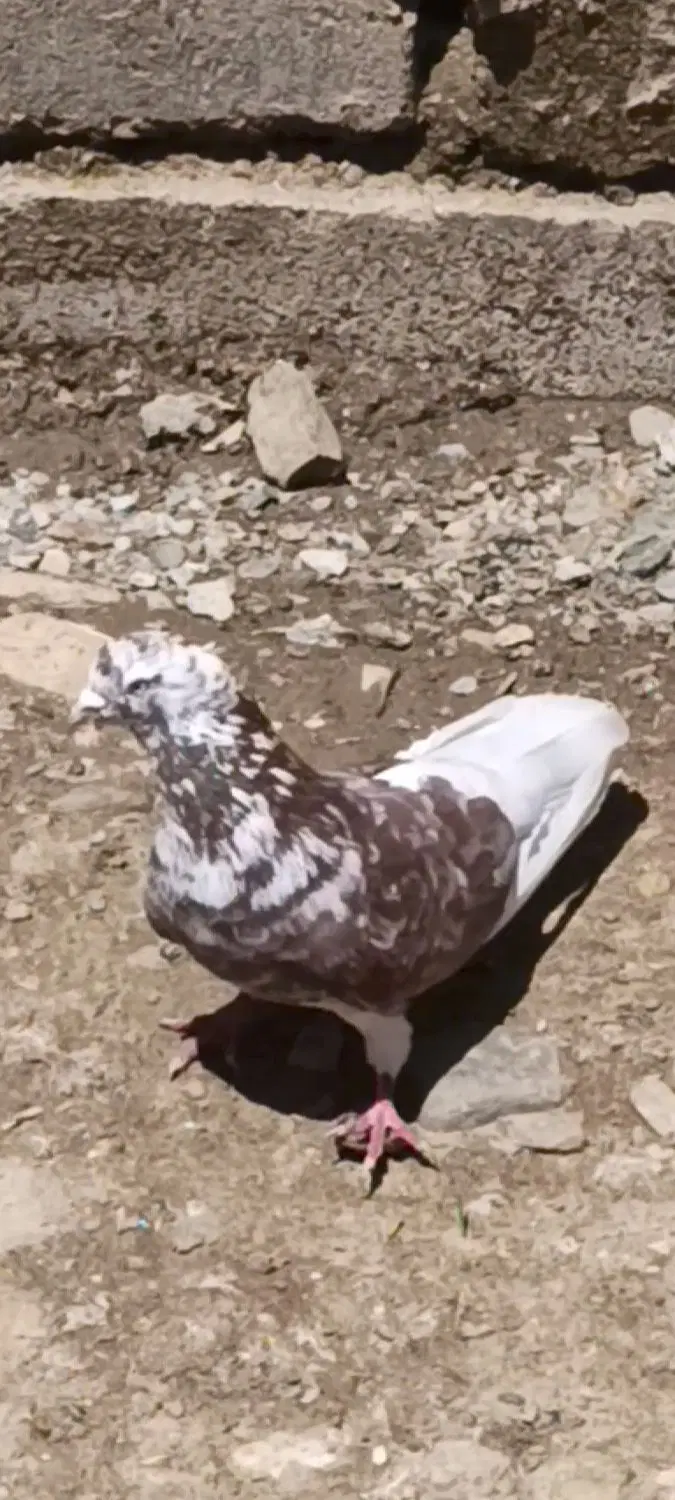 کبوتر|پرنده|بانه, |دیوار