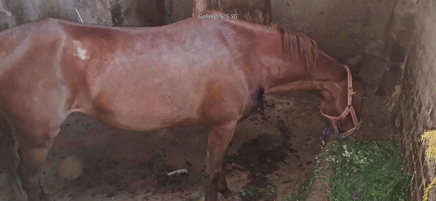 اسب|اسب و تجهیزات اسب‌سواری|کرانی, |دیوار
