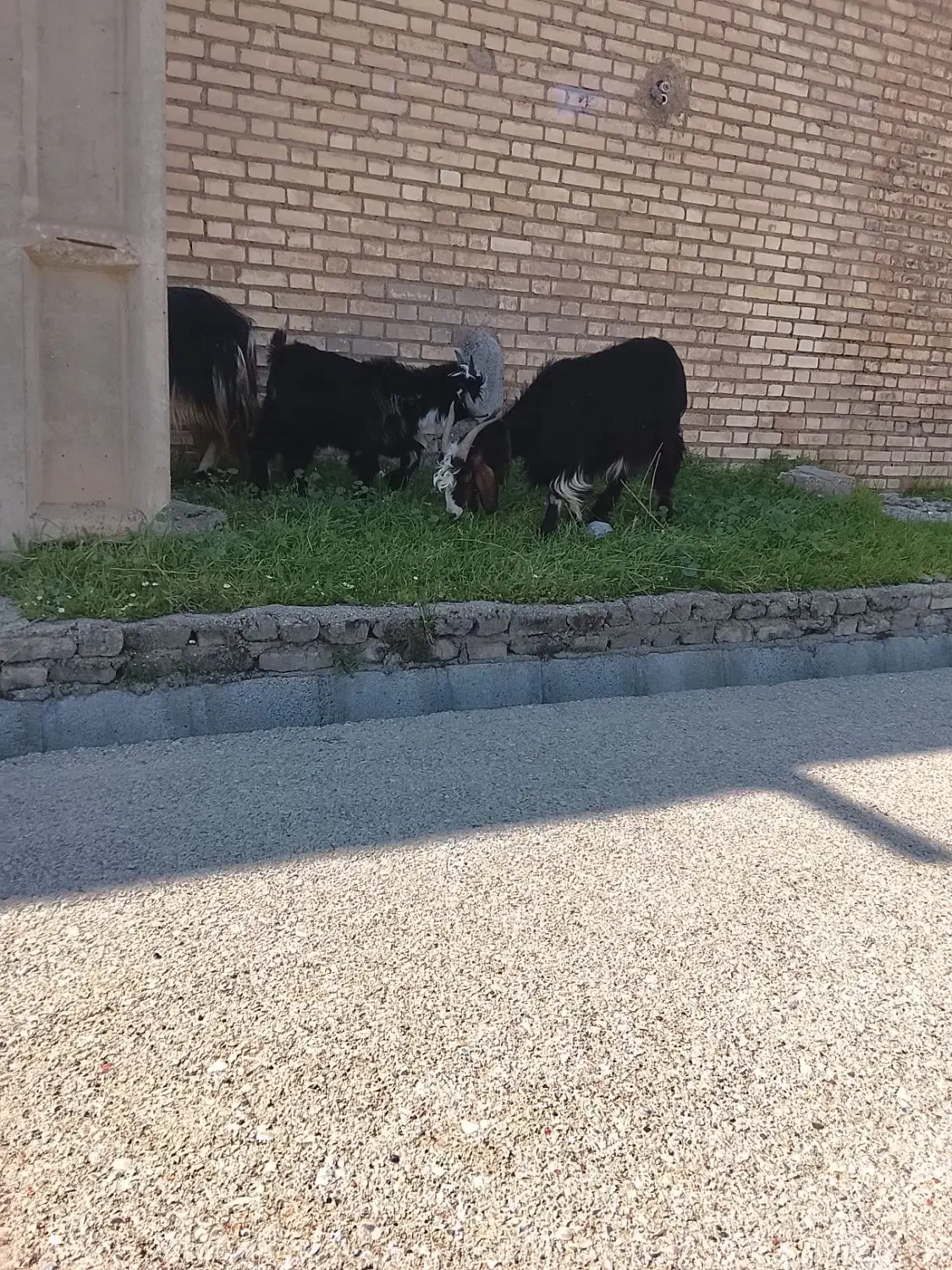 بز بیگ فروشی|حیوانات مزرعه|گتوند, |دیوار