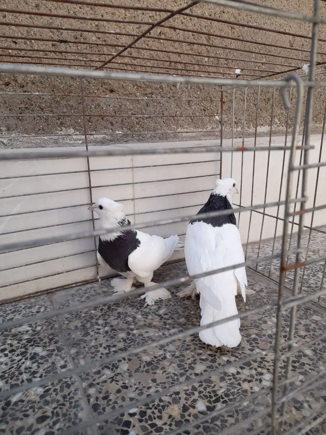 کبوتر|پرنده|آران و بیدگل, |دیوار