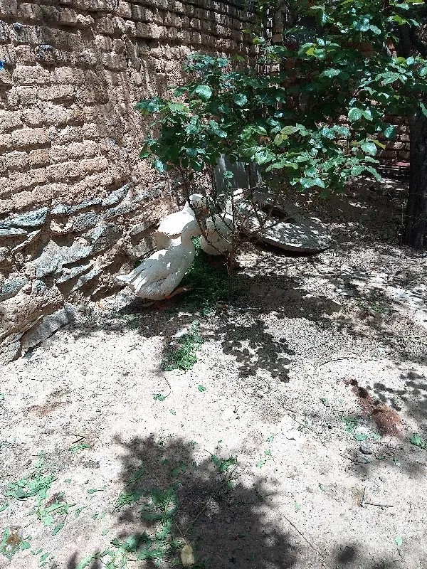 غوغاز|حیوانات مزرعه|همدان, |دیوار