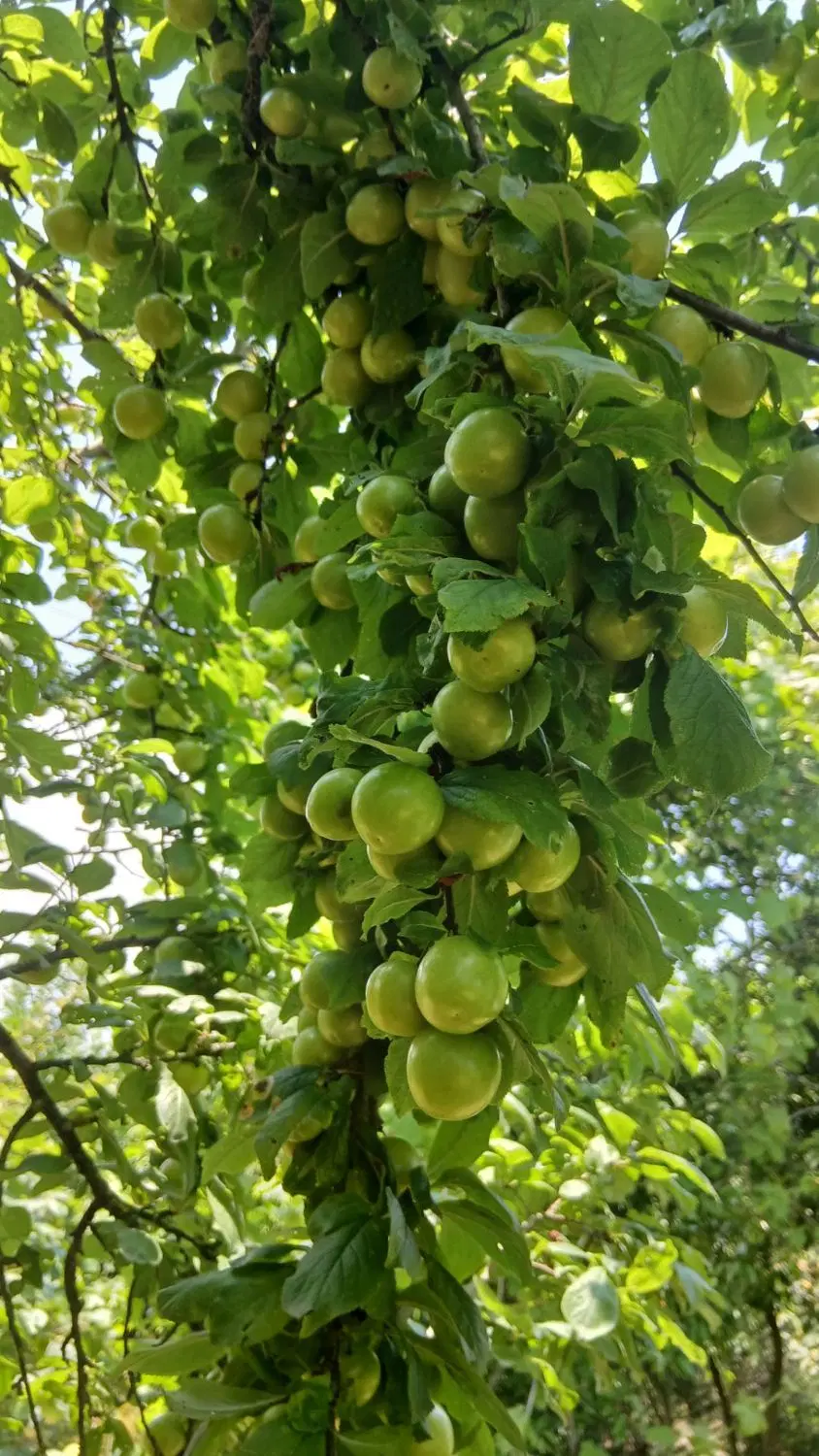 الوچه|خوردنی و آشامیدنی|لوندویل, |دیوار