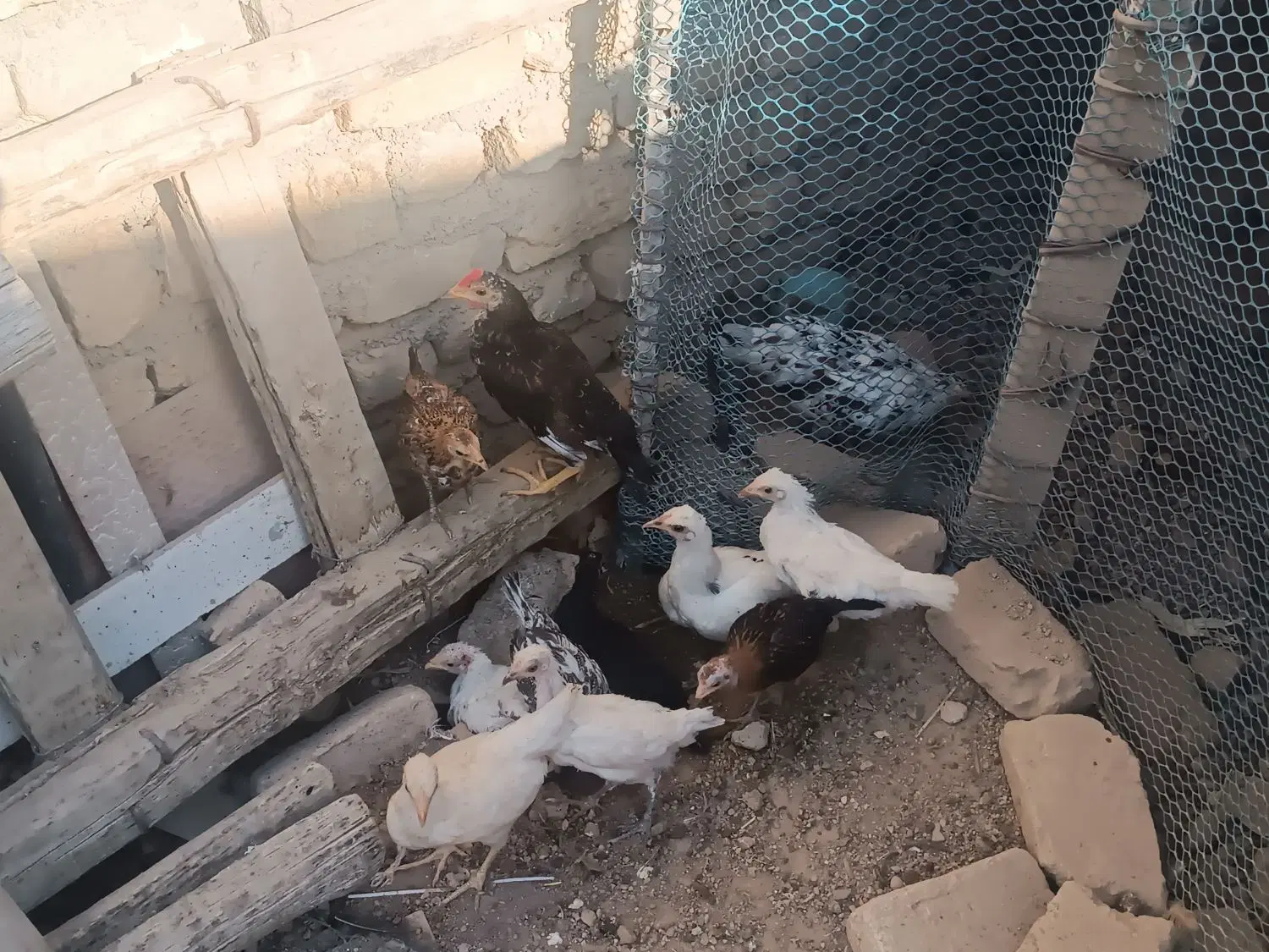 جوجه|حیوانات مزرعه|کوهدشت, |دیوار