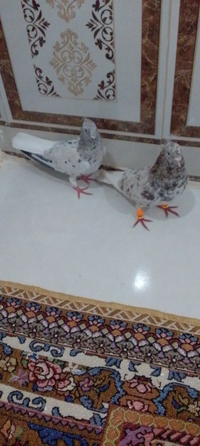 کبوتر|پرنده|کارون, |دیوار