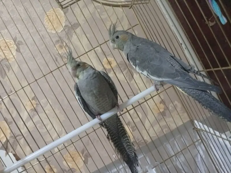 نروماده|پرنده|گلپایگان, |دیوار