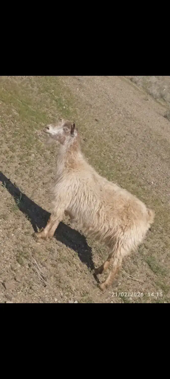 چپش گیسه بز|حیوانات مزرعه|جیرفت, |دیوار