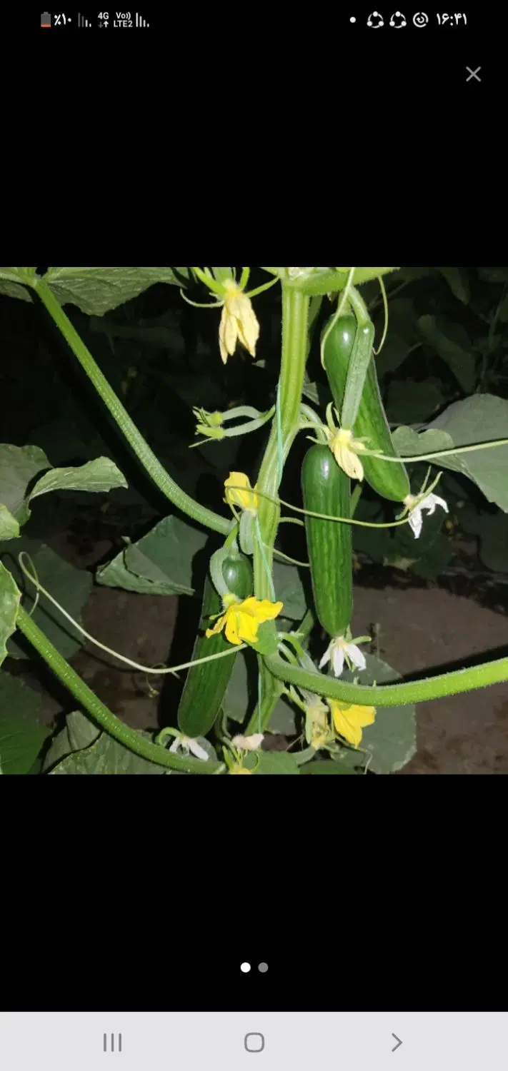 خیار|خوردنی و آشامیدنی|سیرجان, |دیوار