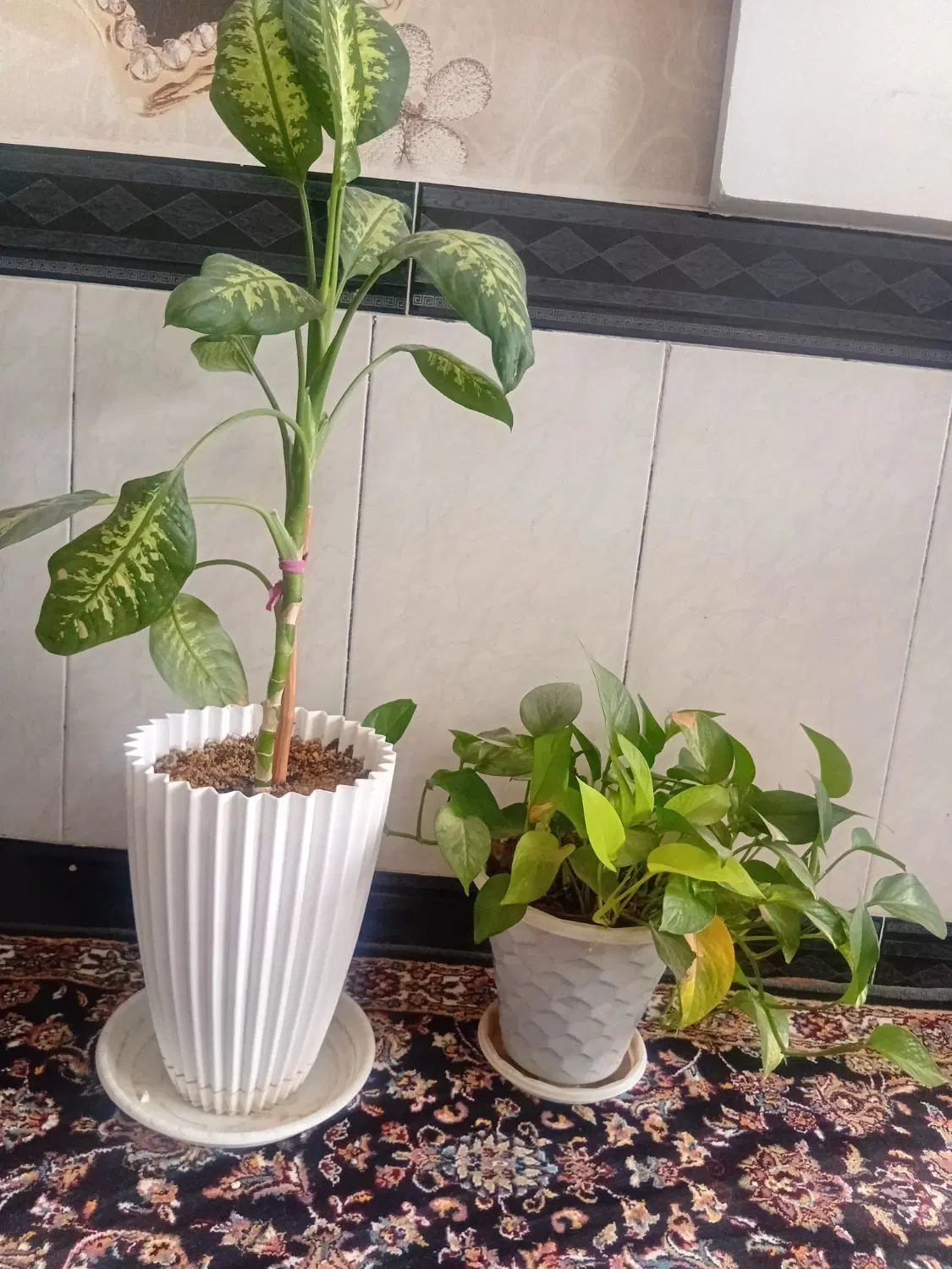 گل طبیعی|گل و گیاه طبیعی|مشهد, همت آباد|دیوار