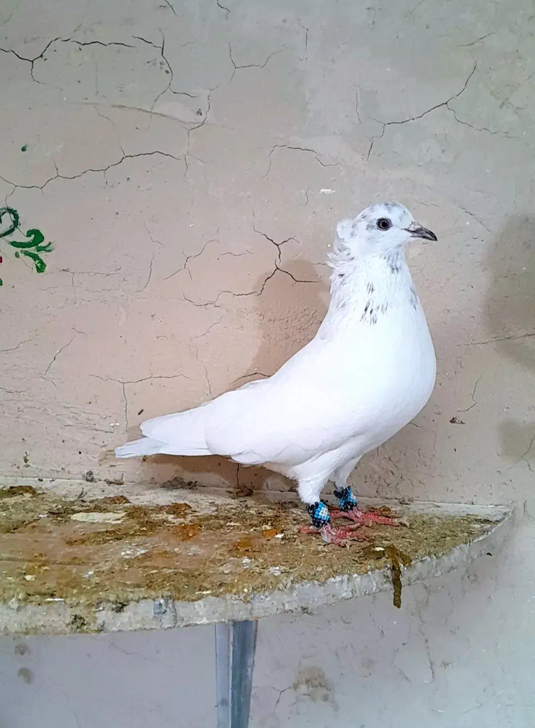 کفتر|پرنده|گلپایگان, |دیوار