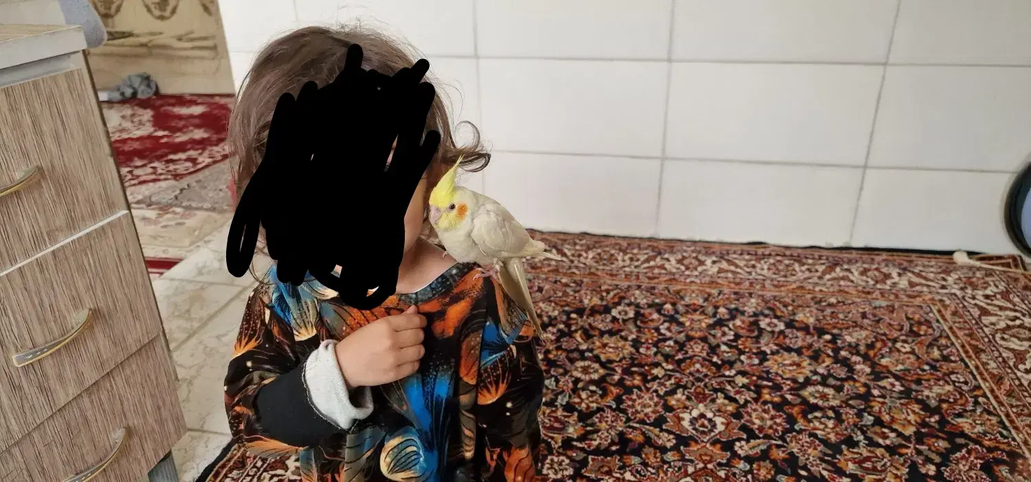 ۵۰۰۰۰۰۰|پرنده|قصرشیرین, |دیوار