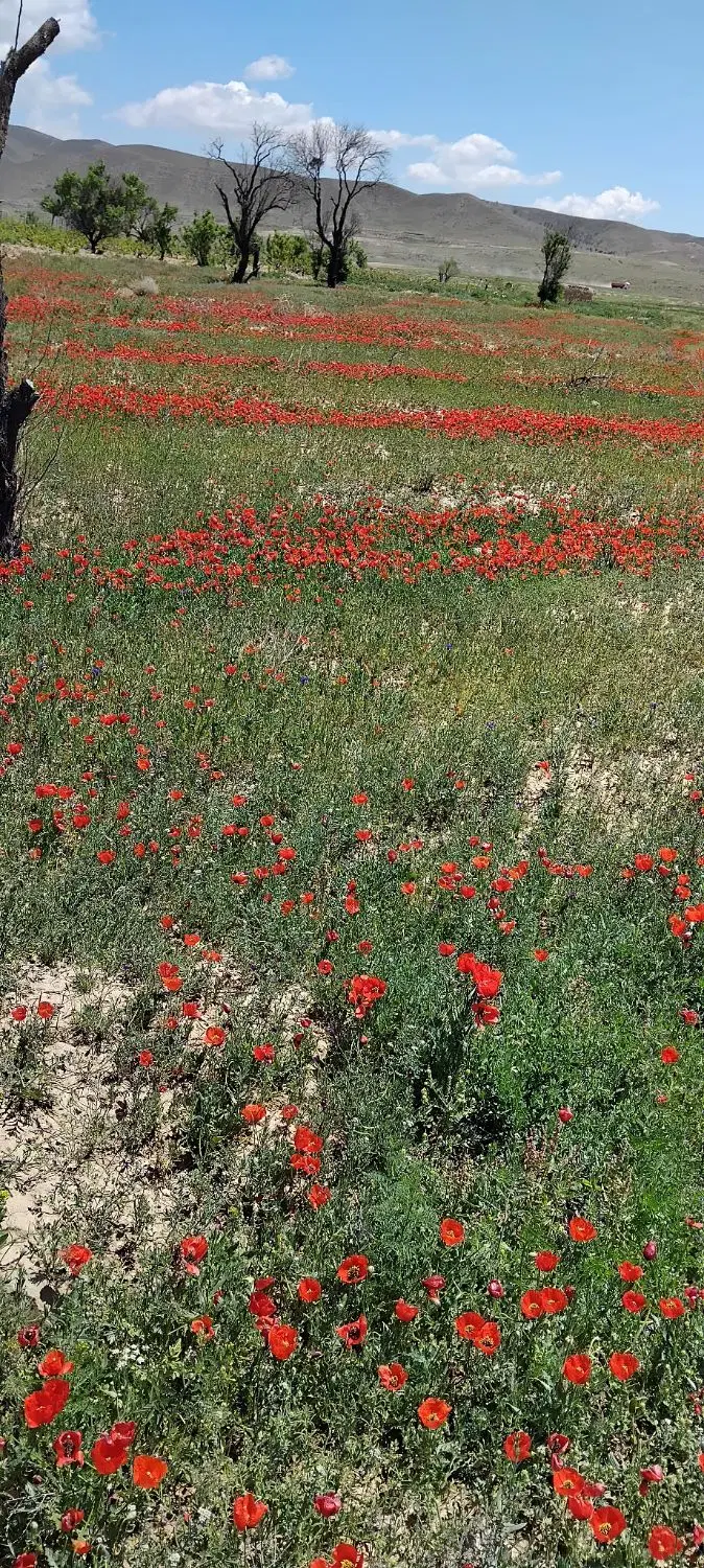 ۰۹۱۲۰۵۰۴۶۷۶|سیمکارت|تهران, فردوس|دیوار