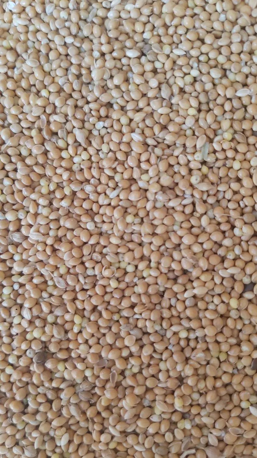 گندم|خوردنی و آشامیدنی|مبارکه, |دیوار