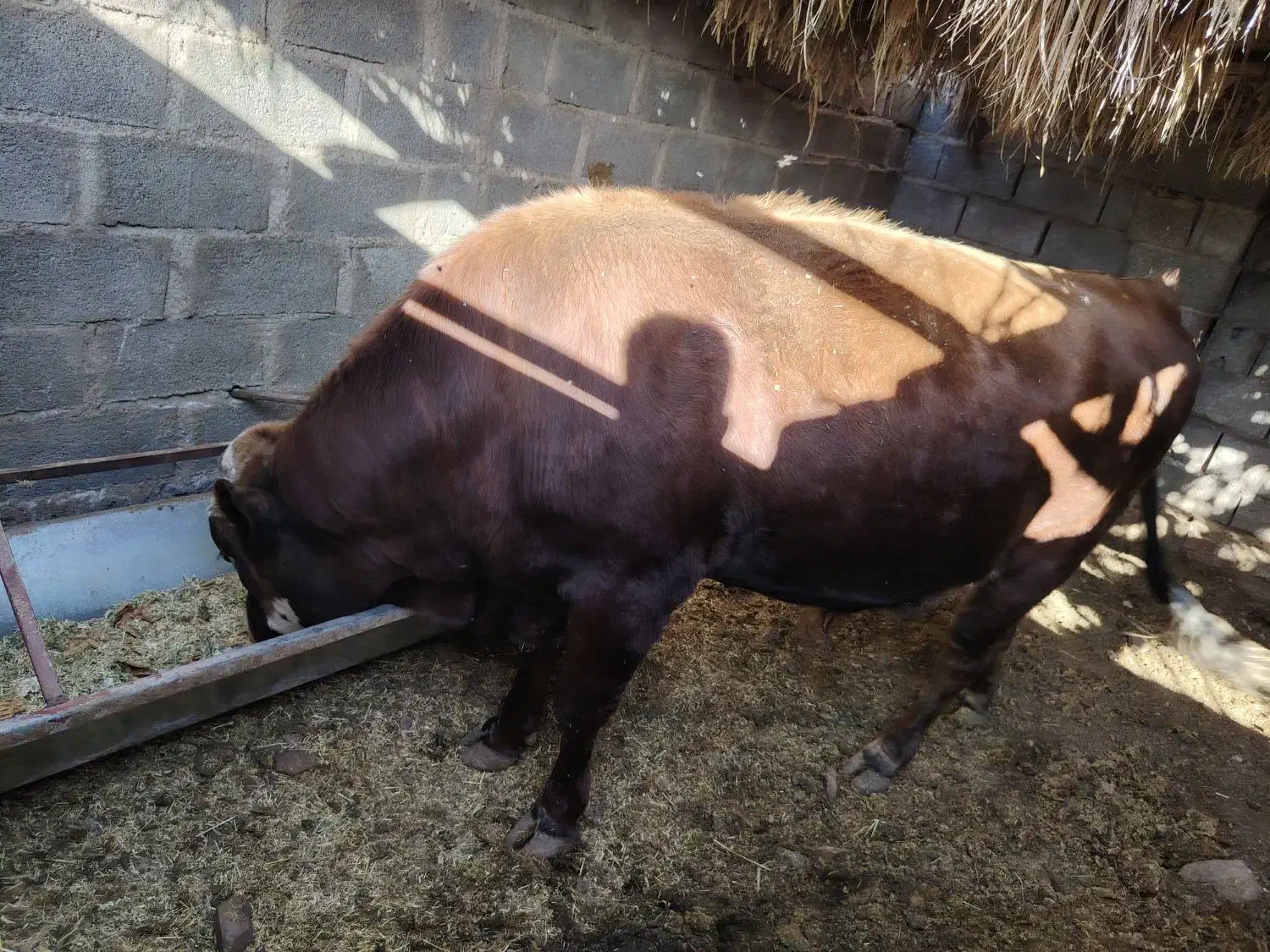 گوساله نر|حیوانات مزرعه|چترود, |دیوار