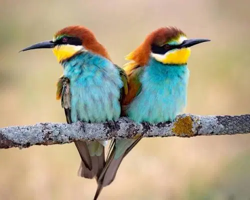 پرنده|پرنده|ایلام, |دیوار