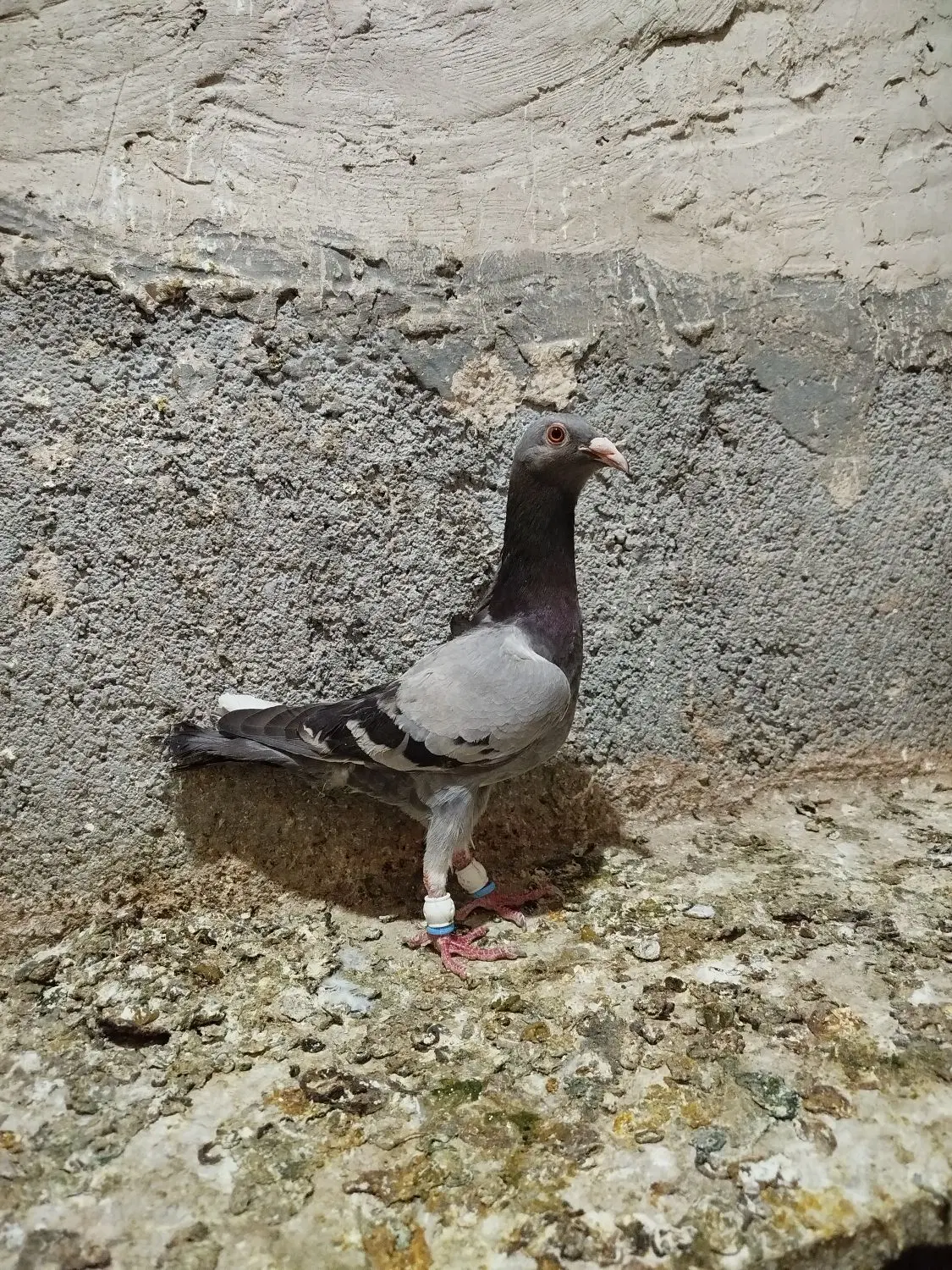 کفتر|پرنده|باخزر, |دیوار