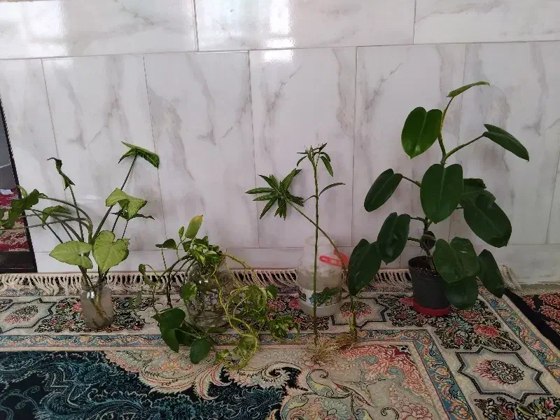 گل طبیعی|گل و گیاه طبیعی|نیشابور, مازول|دیوار