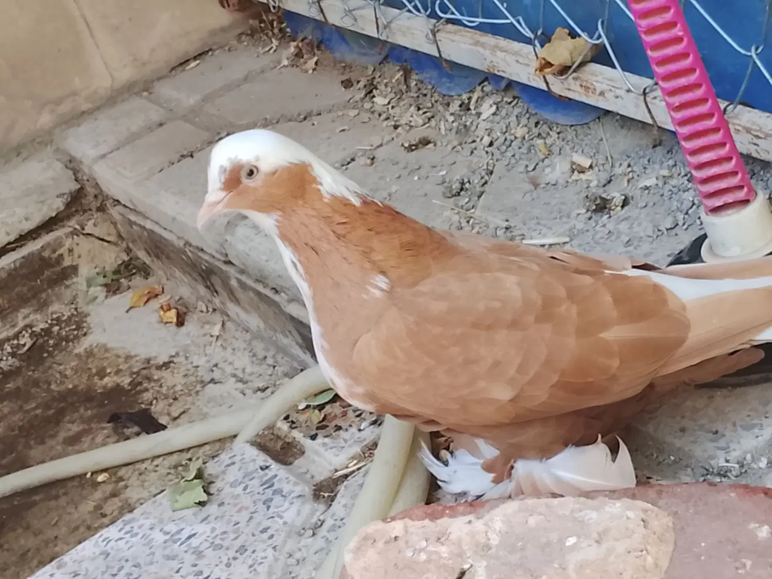 کبوتر|پرنده|مراغه, |دیوار