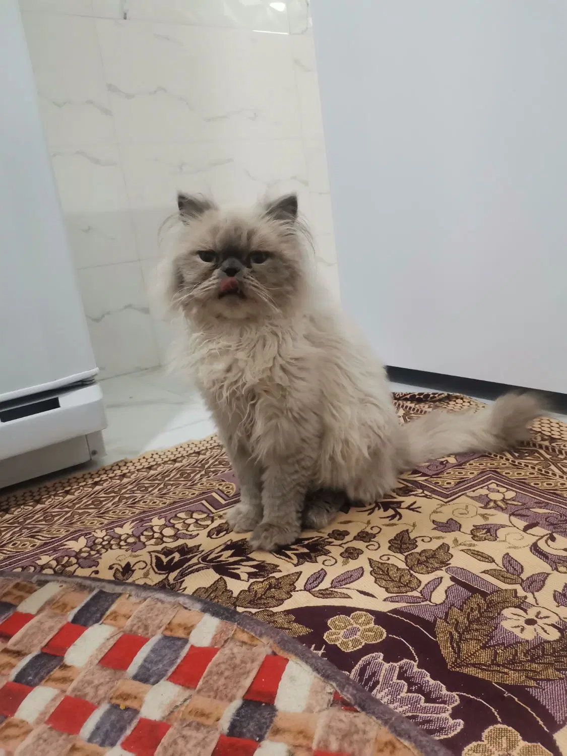 گربه|گربه|تربت‌حیدریه, ترمینال|دیوار
