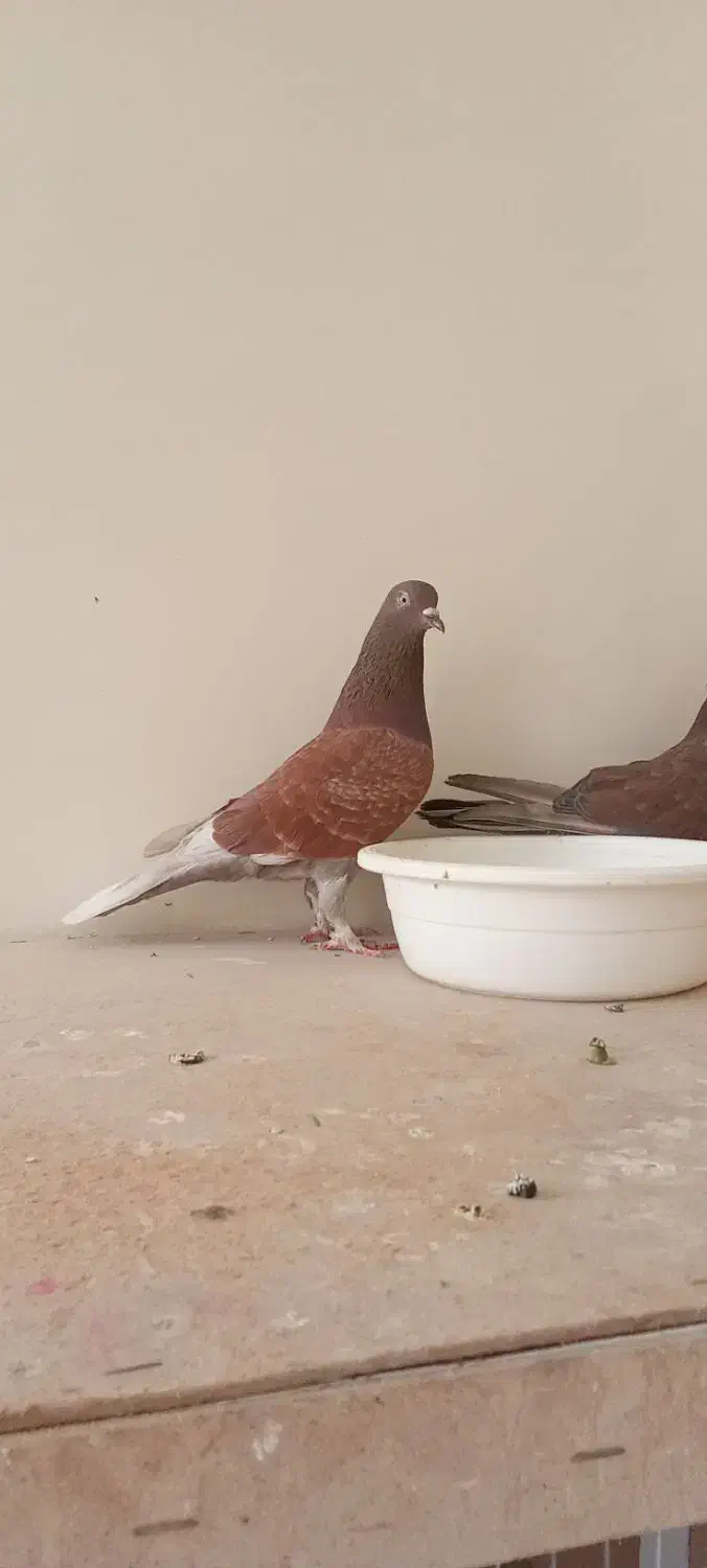 کفتر|پرنده|ماهدشت, |دیوار