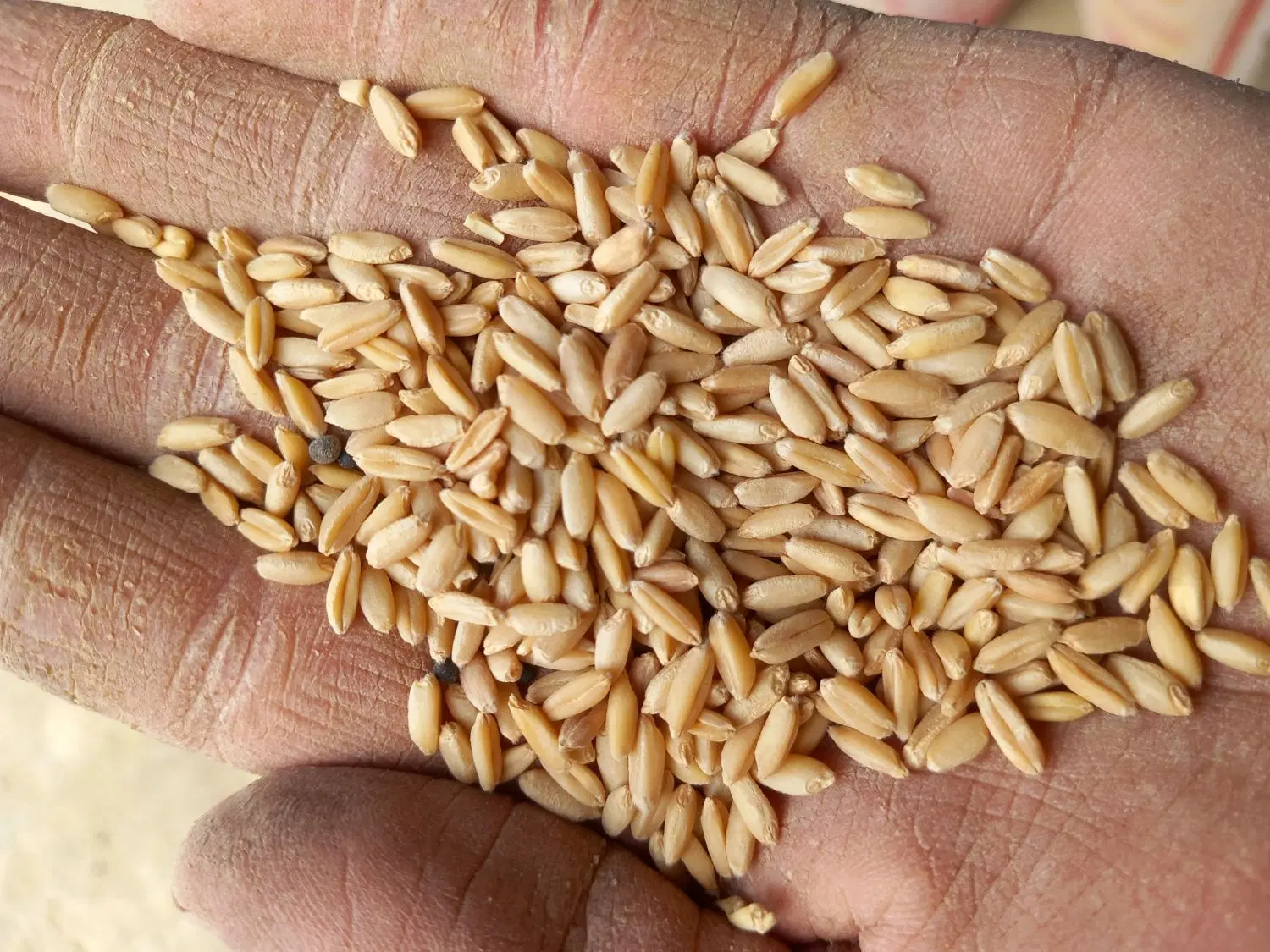 گندم دیم|لوازم جانبی حیوانات|همدان, |دیوار