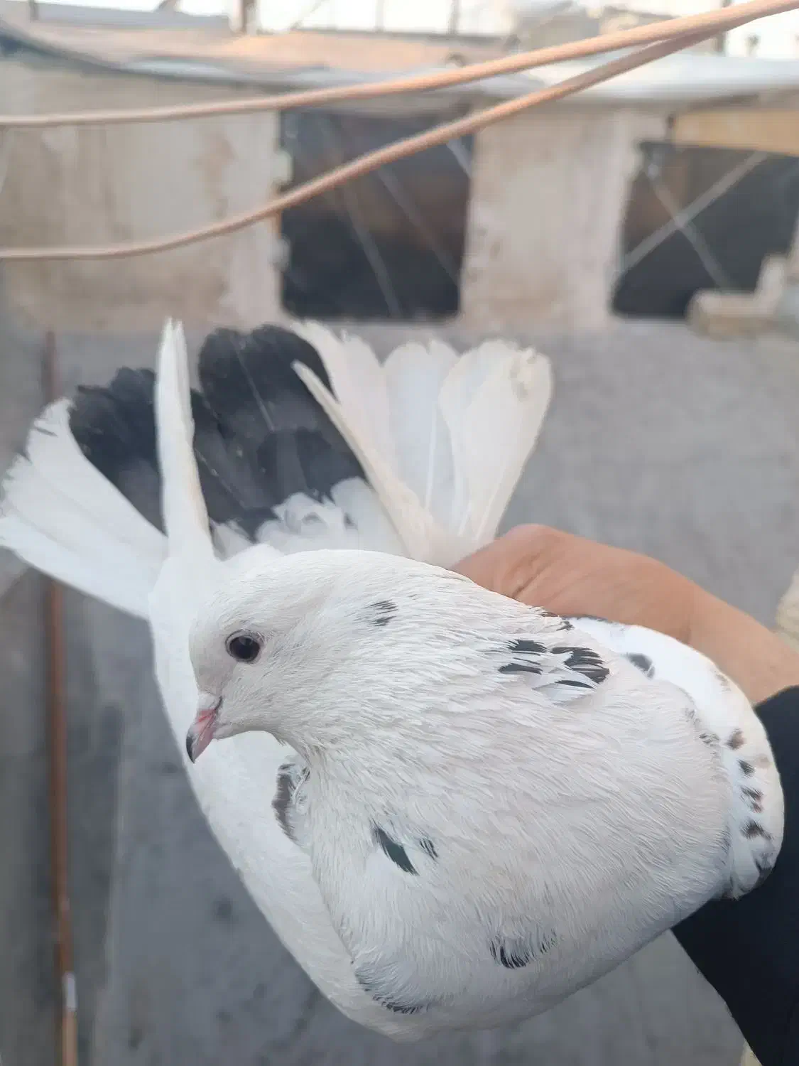 کفتر پرشی|حیوانات|قم, شاه ابراهیم|دیوار