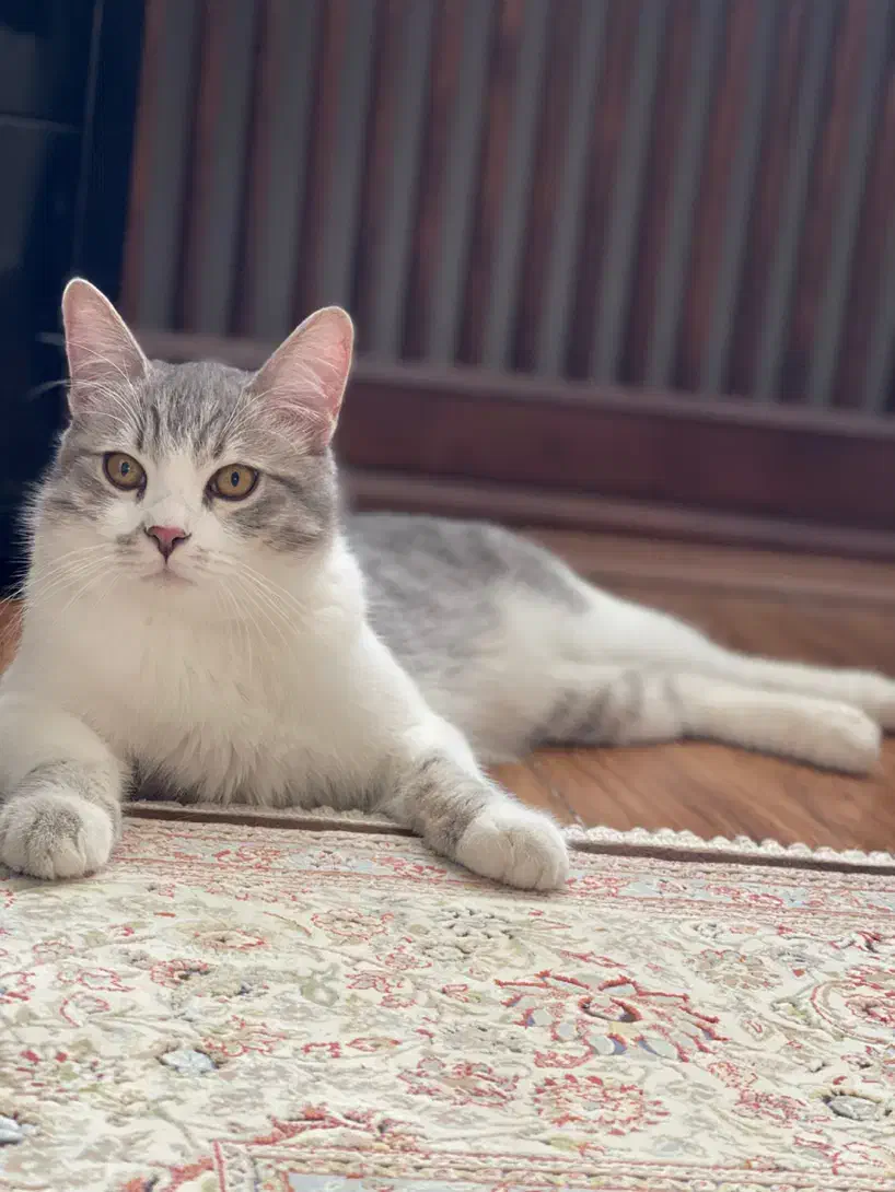 گربه|گربه|مشهد, فارغ التحصیلان|دیوار