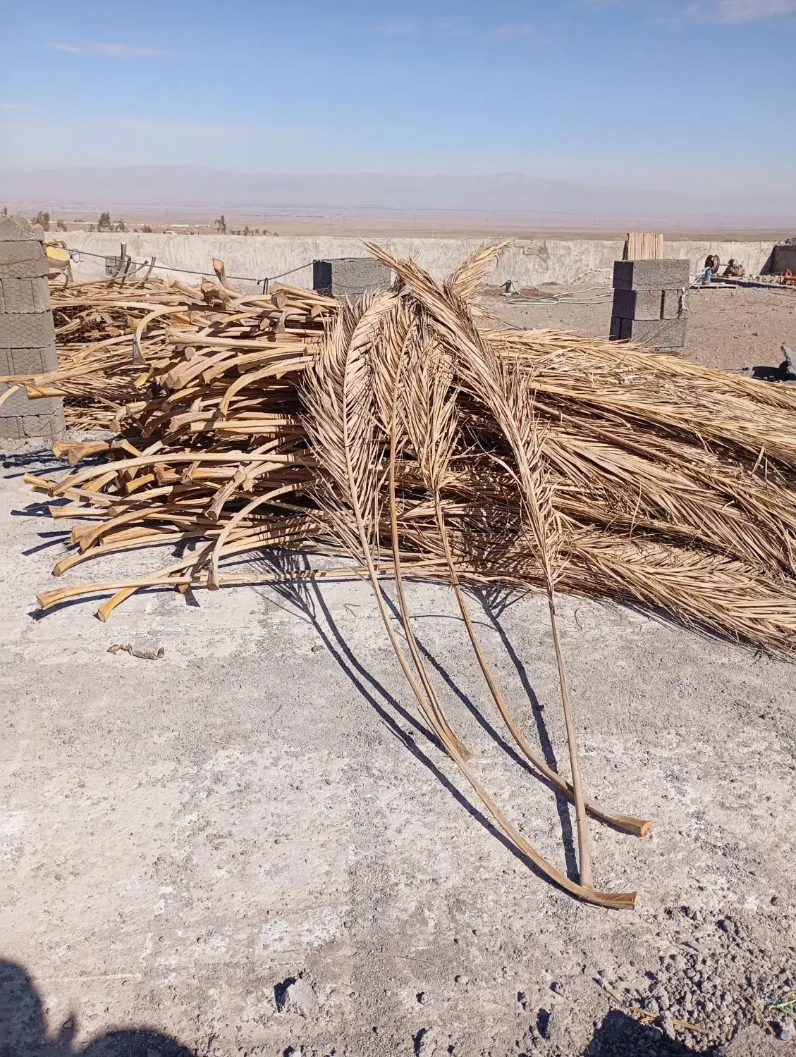 برگ نخل|خدمات باغبانی و درختکاری|رفسنجان, |دیوار