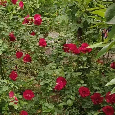 برنج|خوردنی و آشامیدنی|رستم‌آباد, |دیوار