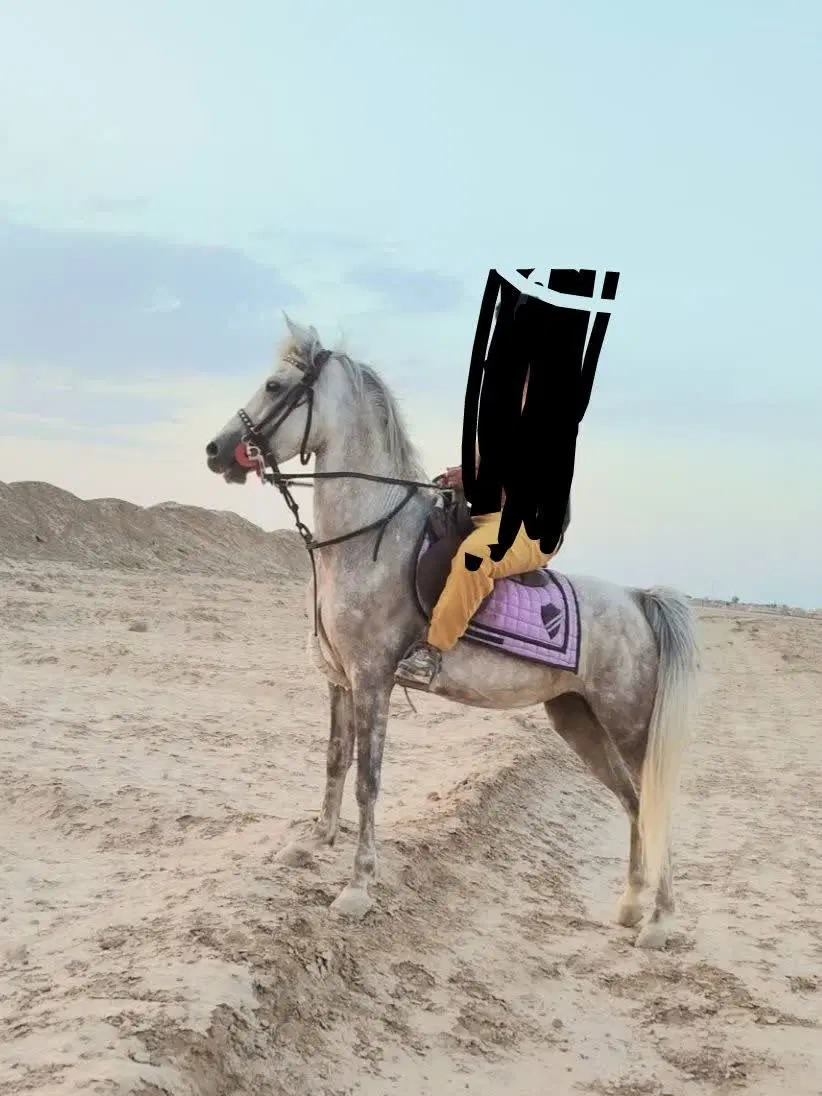 اسب|اسب و تجهیزات اسب‌سواری|آران و بیدگل, |دیوار