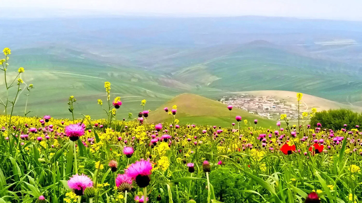 9146818482 9149818482|سیمکارت|اردبیل, |دیوار