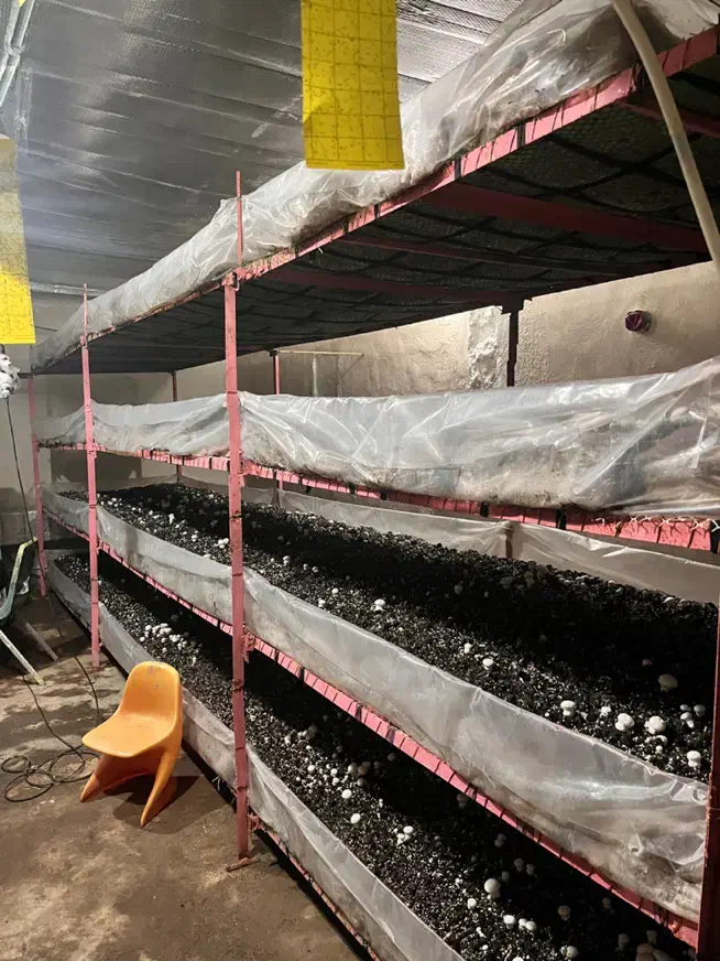 قفسه|ابزارآلات|مشهد, عسگریه|دیوار