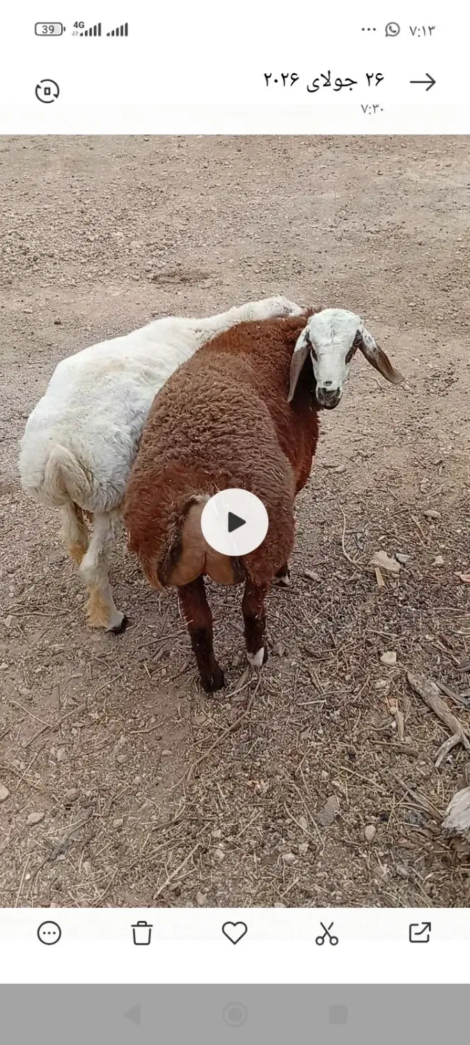 بره نر|حیوانات مزرعه|پشتکوه (فارس), |دیوار