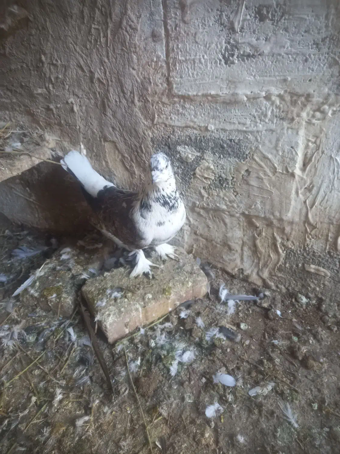 کبوتر|حیوانات|میاندوآب, |دیوار