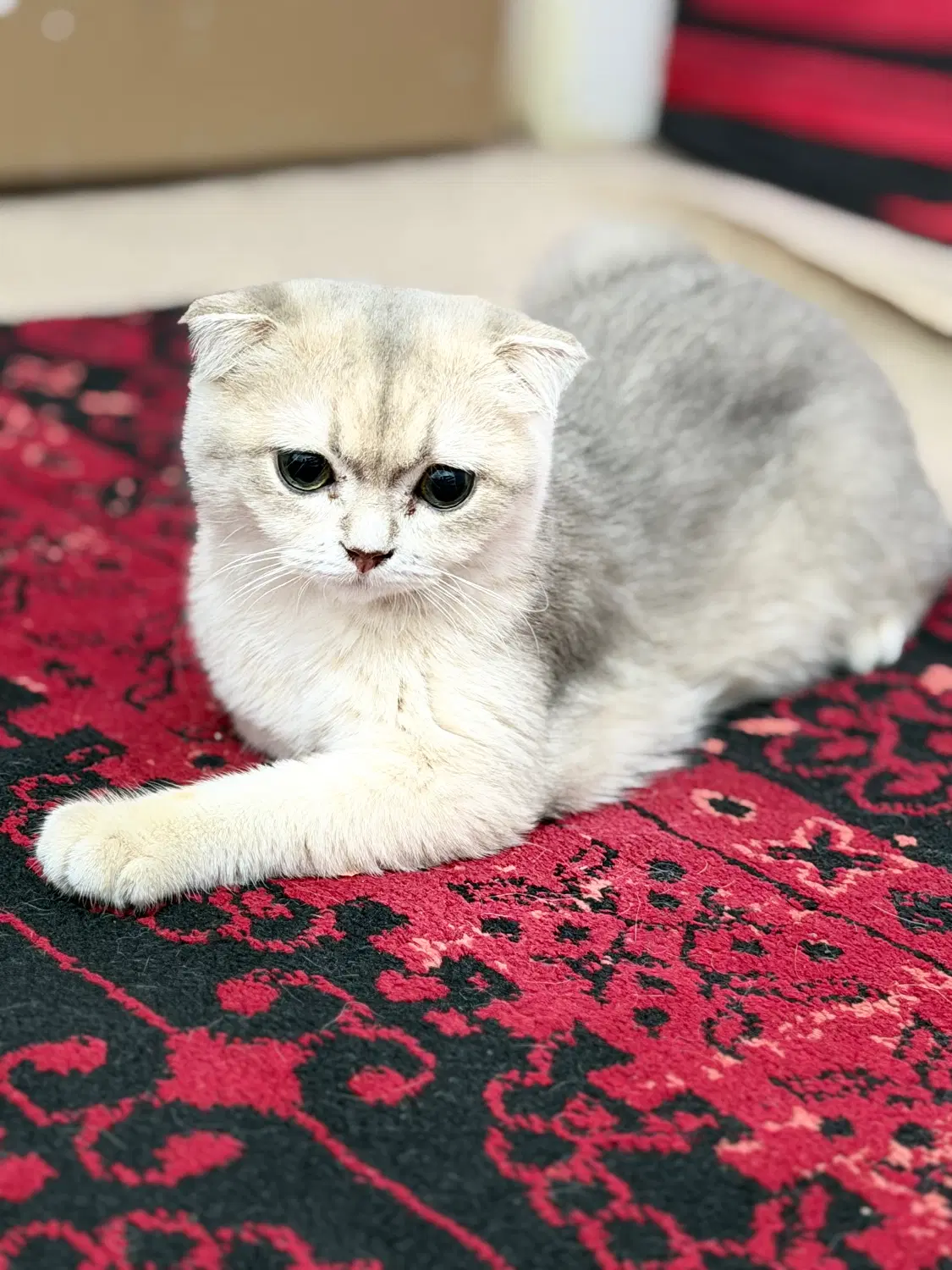 گربه|گربه|بوشهر, |دیوار