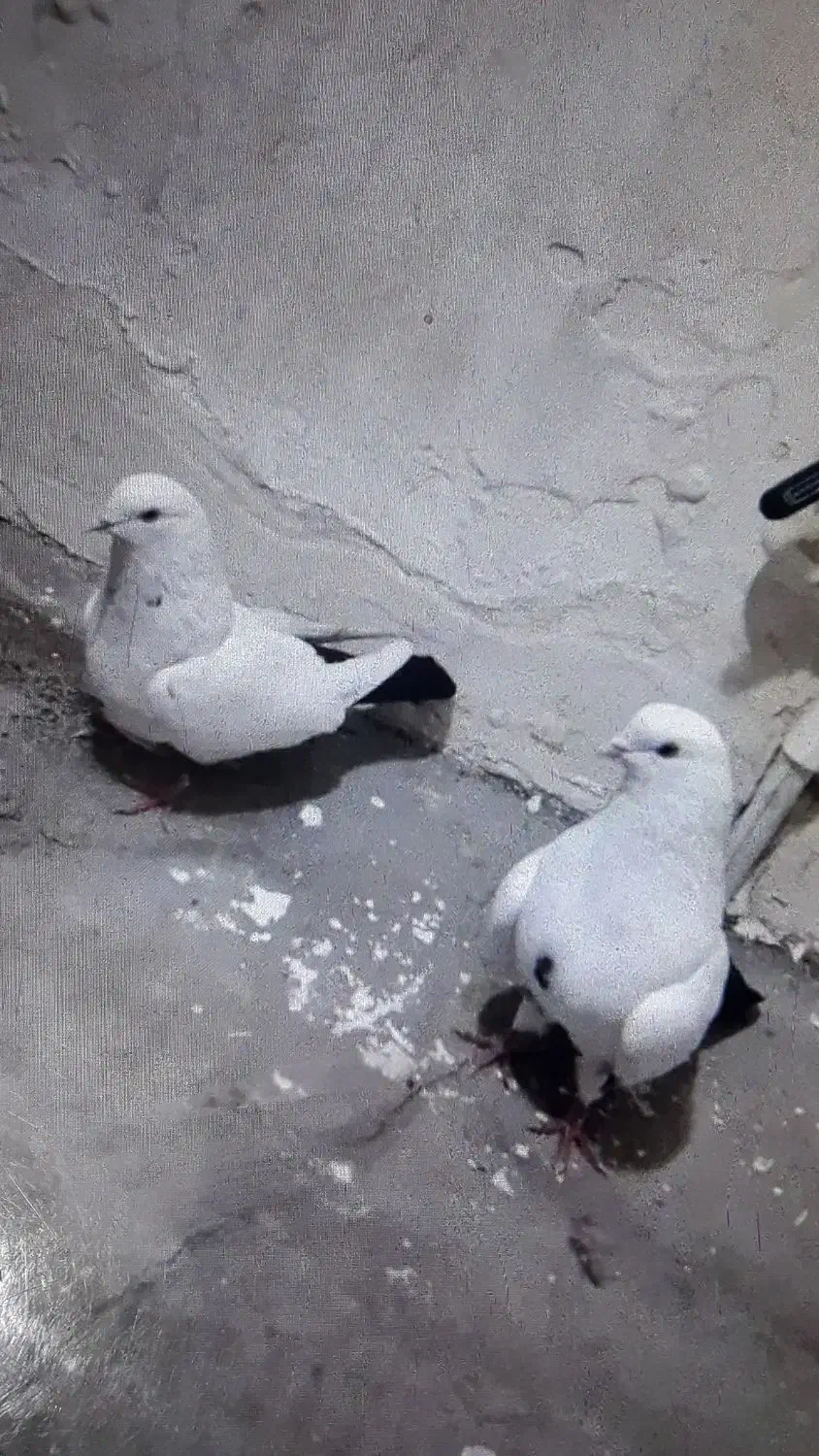 دم سیاه|پرنده|بناب, |دیوار