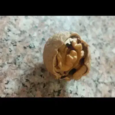 گردو|خوردنی و آشامیدنی|قم, الوندیه و گذر صادق|دیوار