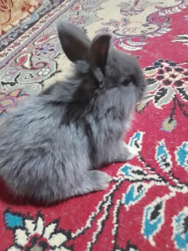 خرگوش|موش و خرگوش|آبادان, |دیوار