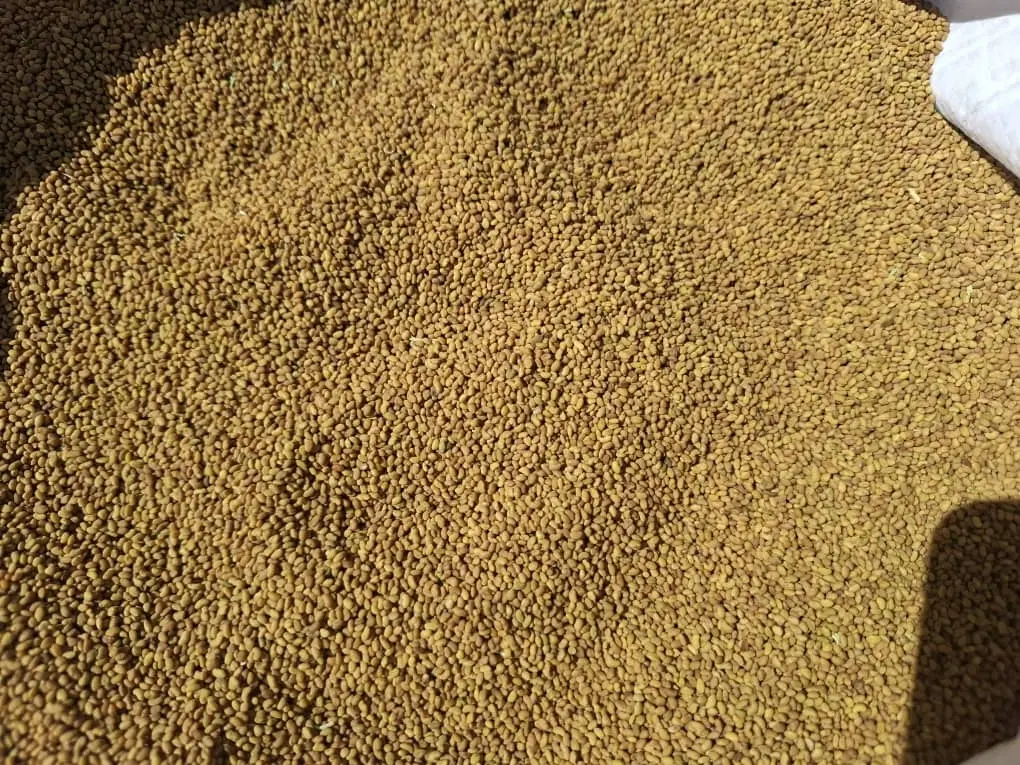 بذر یونجه|گل و گیاه طبیعی|ساوه, |دیوار