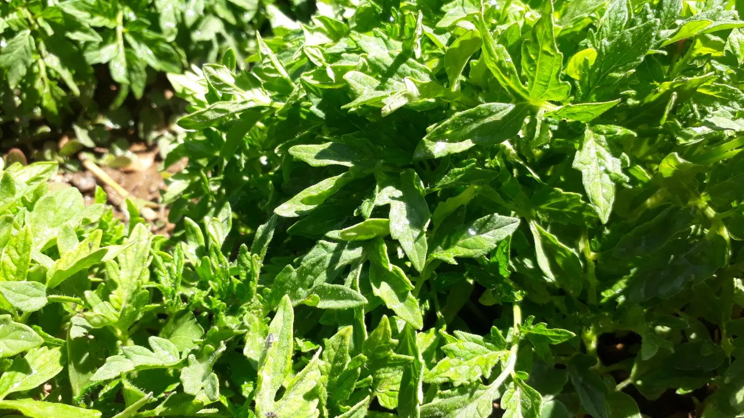 نشا گوجه|خدمات باغبانی و درختکاری|مهاجران, |دیوار