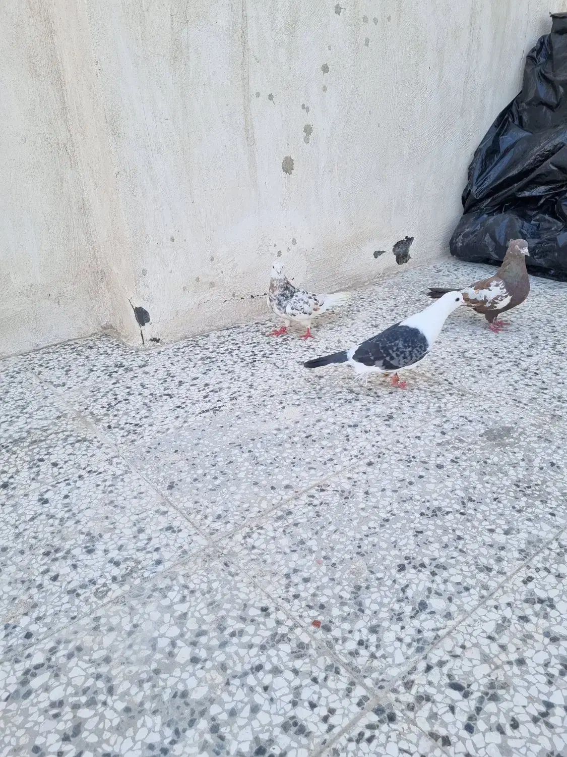 کفتر|پرنده|مشهد, وحید|دیوار