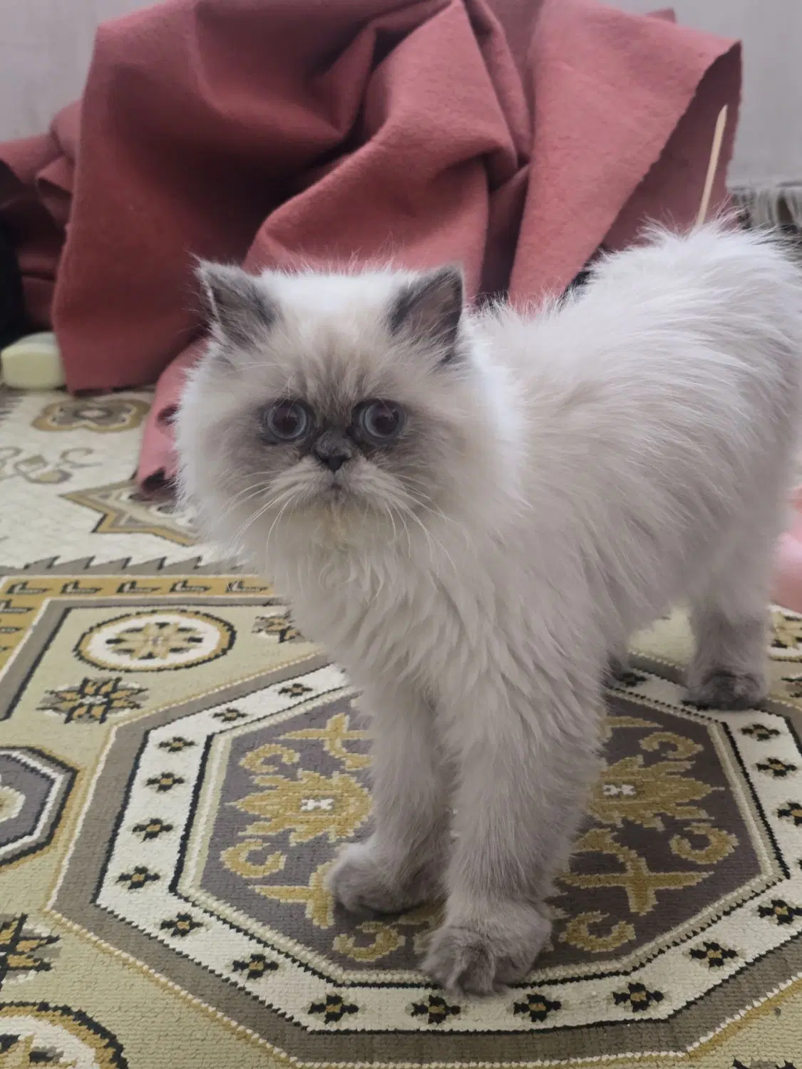 گربه ماده|گربه|مریوان, |دیوار