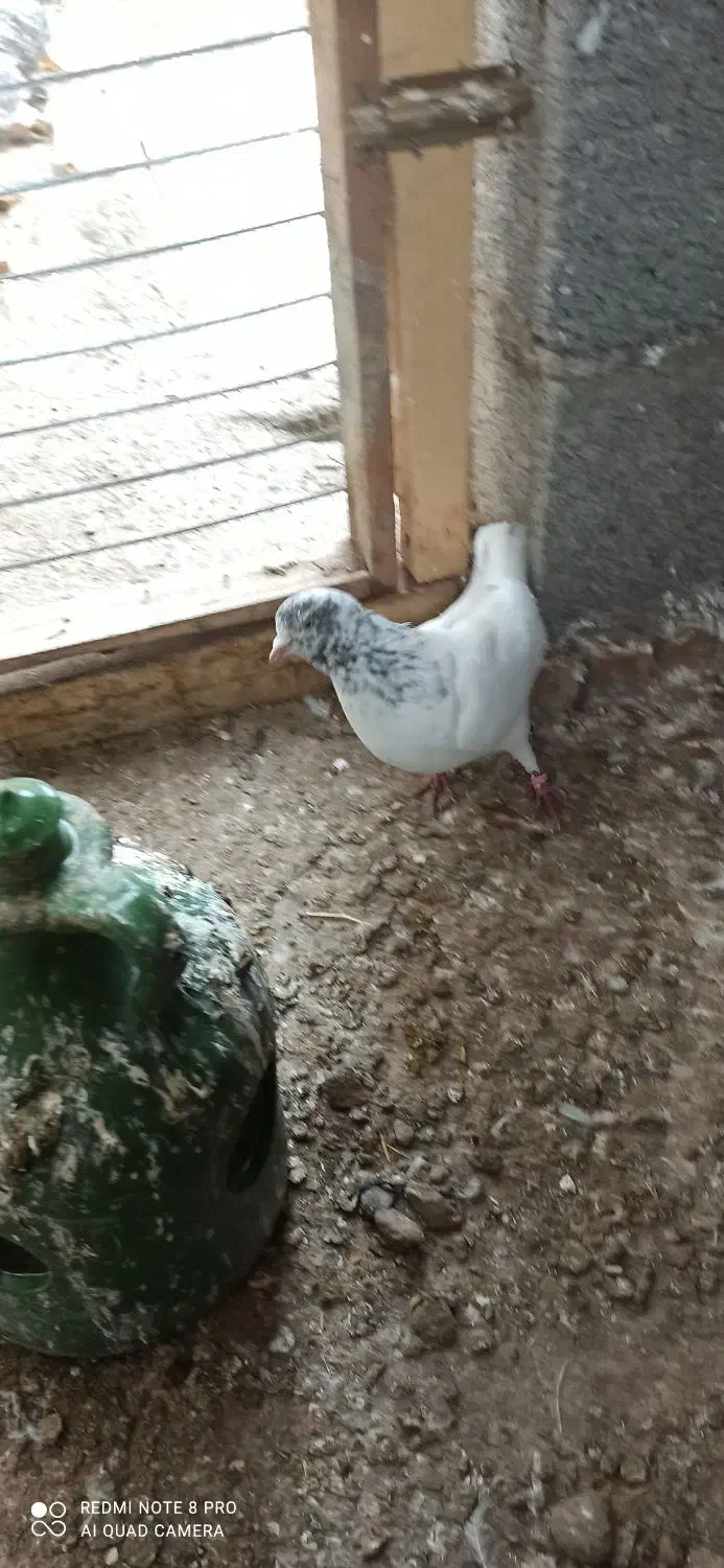 کبوتر|پرنده|رشت, لاکان|دیوار