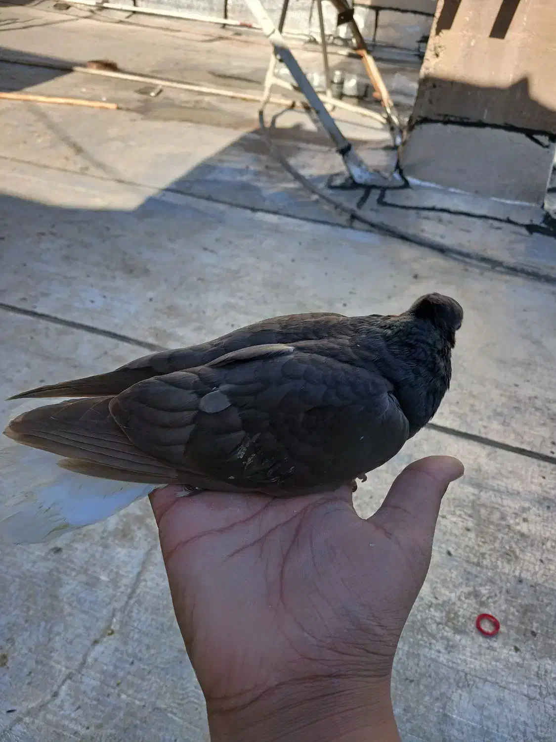 کبوتر|پرنده|مسجد سلیمان, |دیوار