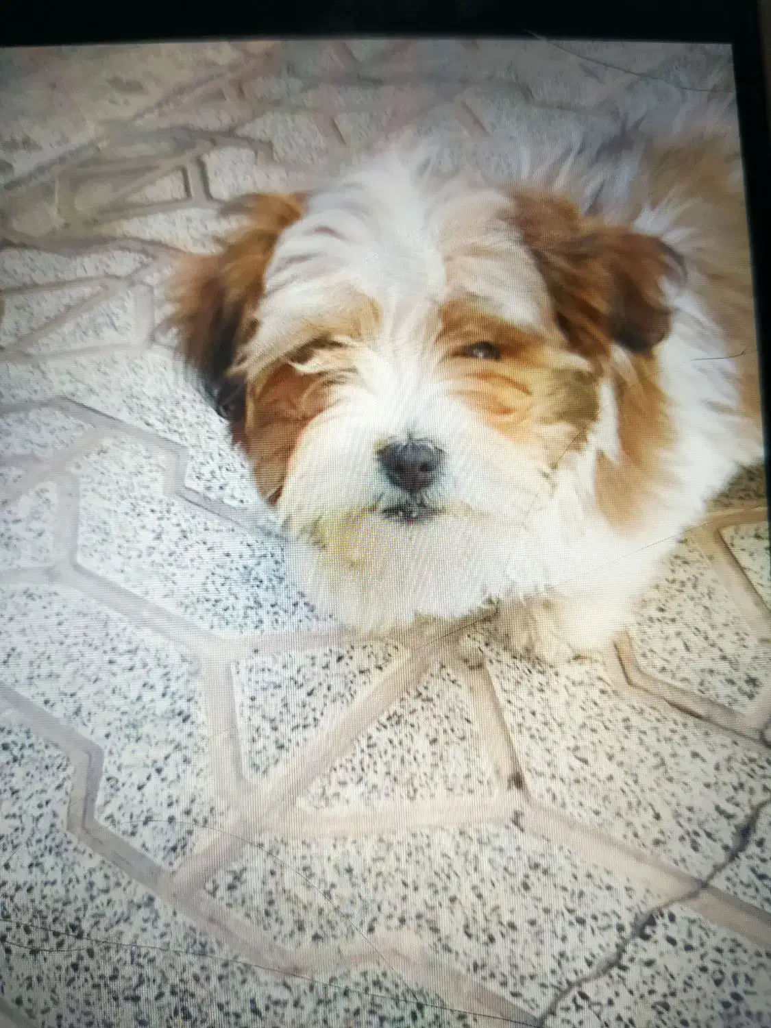 واگذاری سگ|سگ|مبارکه, |دیوار