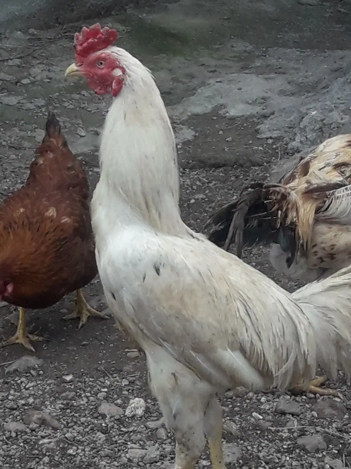 خروس|حیوانات مزرعه|مشگین شهر, |دیوار