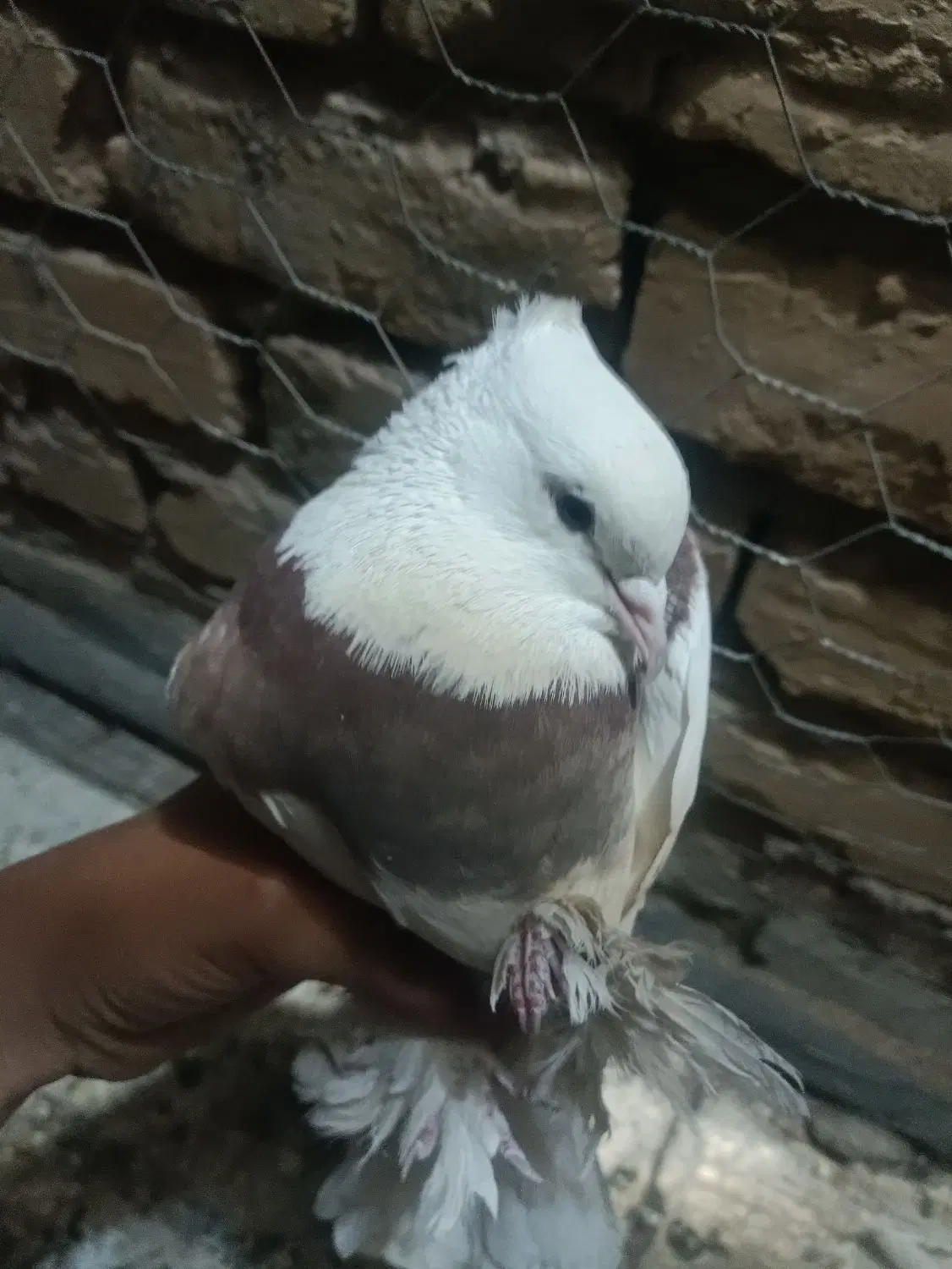 کفتر|پرنده|تیران, |دیوار